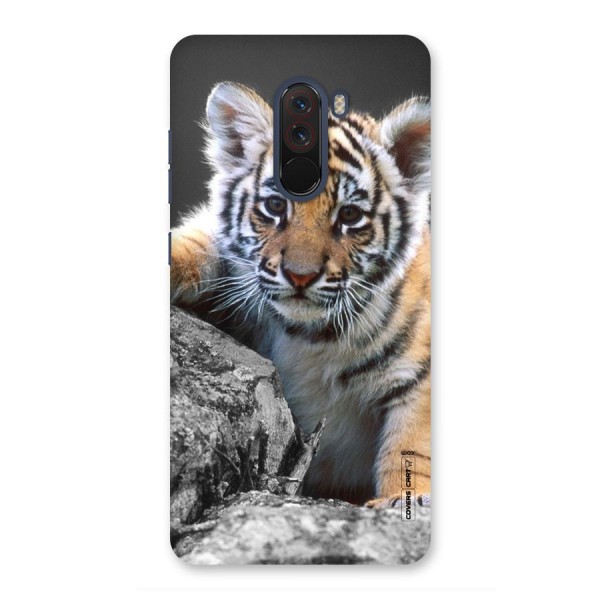 Animal Beauty Back Case for Poco F1