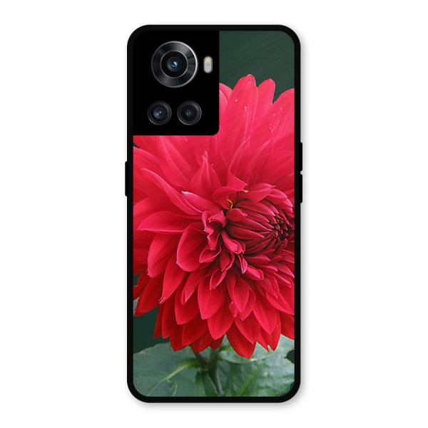 RedFlower. Metal Back Case for OnePlus 10R