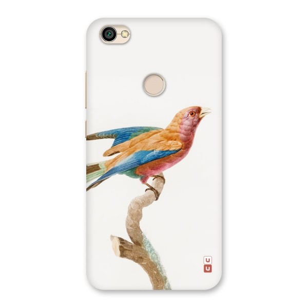 Beautiful Bird Back Case for Redmi Y1 2017